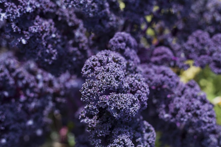 SAFLAX Garden to go - BIO - Grünkohl - Roter Krauser - Brassica oleracea var. sabellica - 50 Samen - Mit Topf, Klima - Deckel und Anzuchtsubstrat