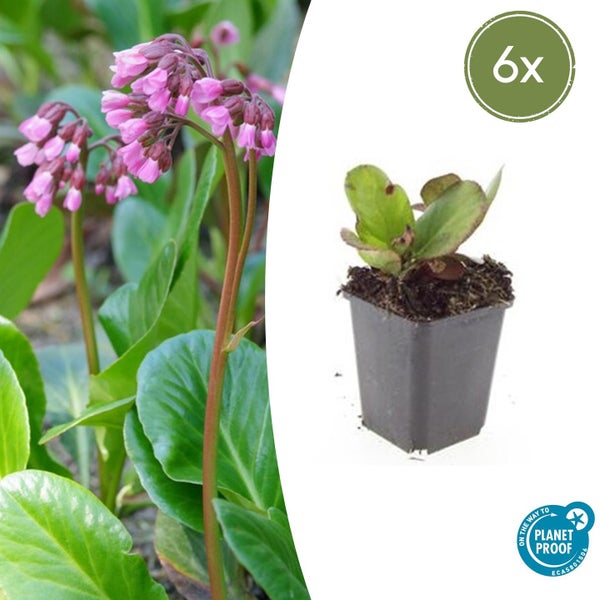 Bodendecker - Staude - Bergenie - Bergenia cordifolia 'Herbstblüte' - 9cm Topf - Set mit 6 Pflanzen