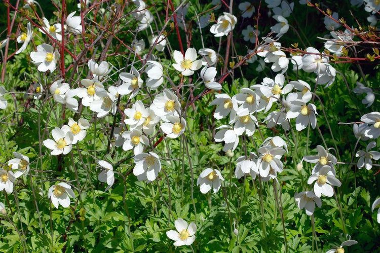 Anemone sylvestris, Schneewindröschen, weiß, ca. 9x9 cm Topf