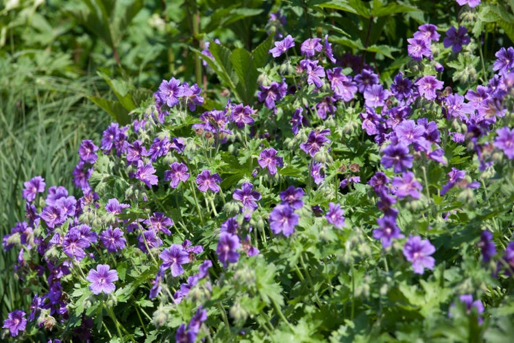 Geranium ibericum ssp. ibericum, Storchschnabel, ca. 9x9 cm Topf