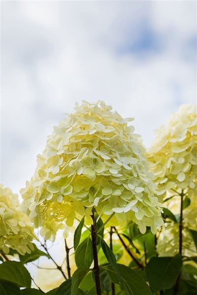 Blütenstand der Hortensie im Garten