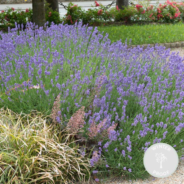 Bloomique - Lavandula Angustifolia Hidcote - Echter Lavendel - Lavendelpflanze - Winterhart - Höhe 10-20 cm - Topf 9x9 cm