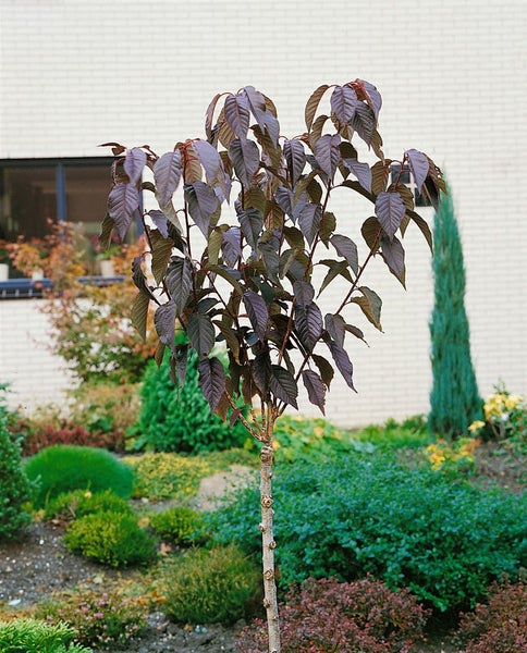 Prunus serrulata 'Royal Burgundy', Zierkirsche, dunkelrosa, 40–60 cm