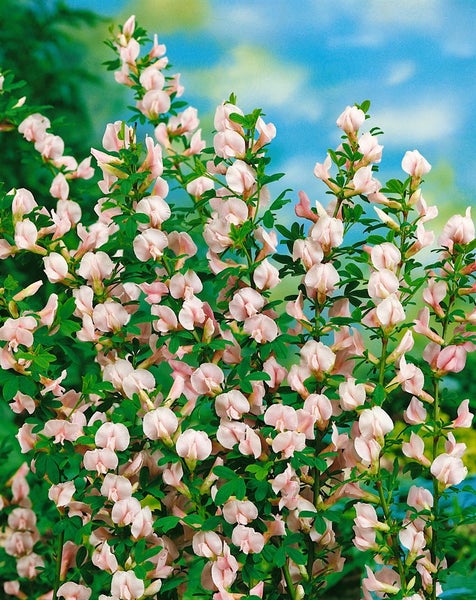 Cytisus purpureus, Purpur-Ginster, 20–30 cm