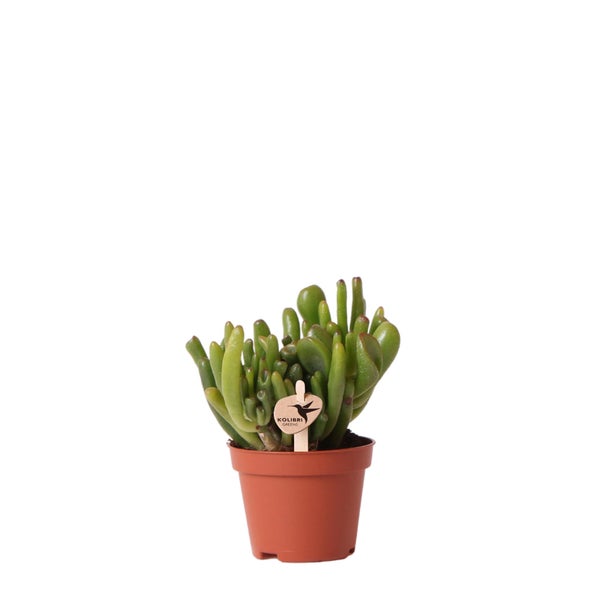 Kolibri Greens Grünpflanze Sukkulente Crassula Hobbit Topfgröße 6cm grüne Zimmerpflanze frisch aus der Gärtnerei