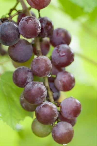 Vitis vinifera 'Suffok Red', Weinrebe, rot, 80–100 cm