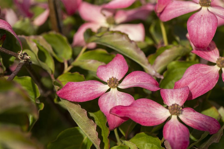 Cornus kousa 'Scarlet Fire', Japanischer Blumen-Hartriegel, rosa, 100–125 cm