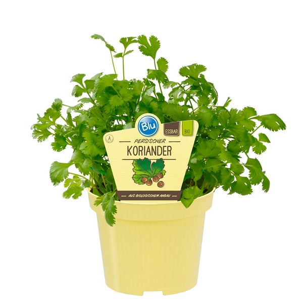 Persischer Koriander in BIO-Qualität - Coriandrum sativum | HORNBACH