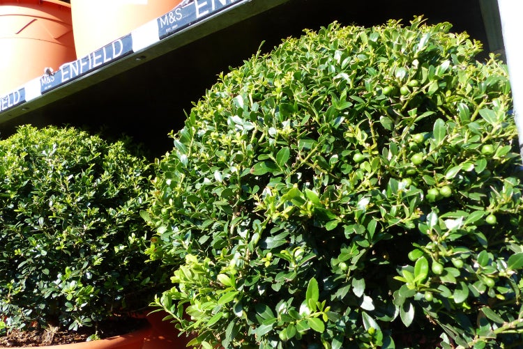 Teppich mit Pflanzenmuster, Detailansicht der Rückseite