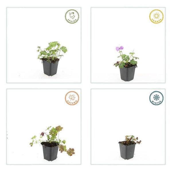 Bodendecker - Storchschnabel - Geranium cantabrigiense 'Cambridge' - 9cm Topf - Set mit 20 Pflanzen