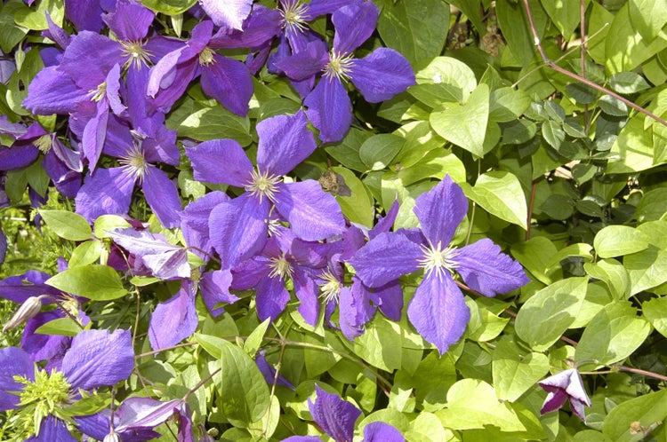 Clematis Hybride 'Jackmanii', Waldrebe, violett, 60–100 cm