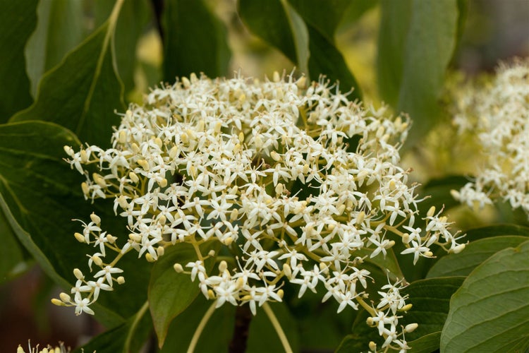 Cornus controversa 'Lucia', Etagen-Hartriegel, 50–60 cm, auffälliges Laub