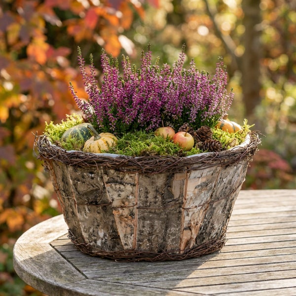 Herbstliche Pflanzschale mit Birkenrinde, bepflanzt mit Erika, Moos, kleinen Zierkürbissen und Äpfeln auf einem Holztisch.