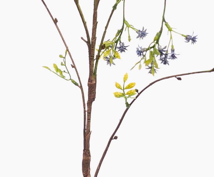Zweig einer Jasminpflanze mit kleinen grünen Blättern und sternförmigen blauen Blüten.