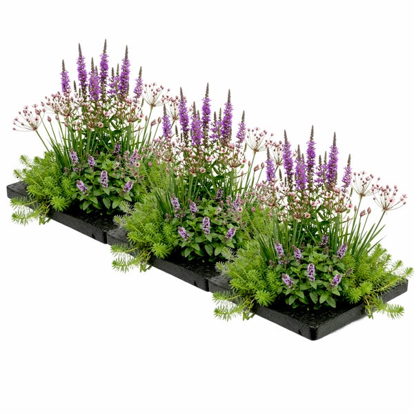 Drei schwarze rechteckige Schalen mit einem Stauden-Mix aus hohen violetten Blütenähren, rosa Blütendolden und grünem Blattwerk.