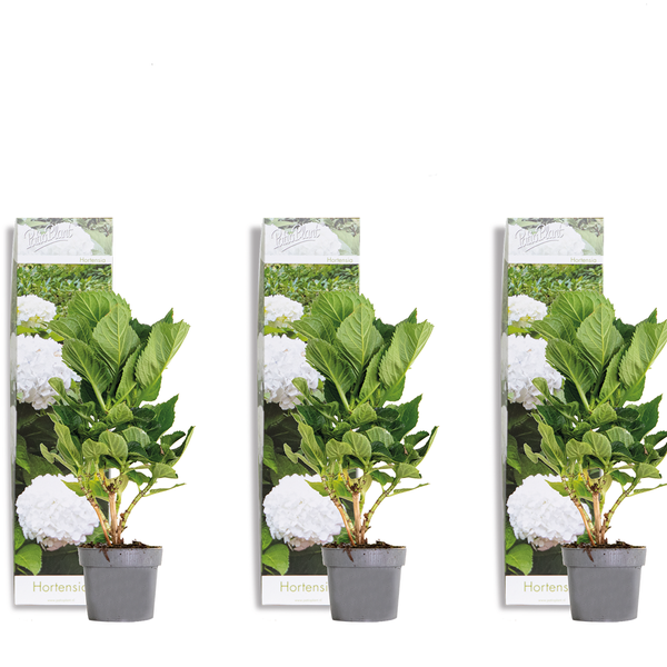 Bloomique - 3er-Set - Hydrangea Macrophylla Wudu - Hortensie - Bauernhortensie - Gartenpflanzen - Winterhart - 20-30 cm Hoch - Topf 10,5 cm