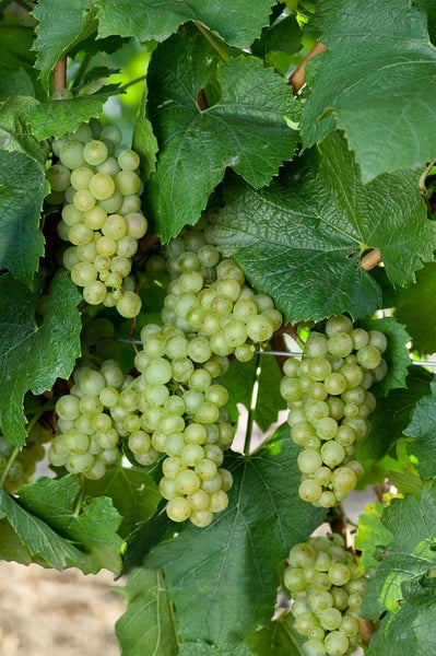 Vitis vinifera, Weinrebe, weiß, 80–100 cm