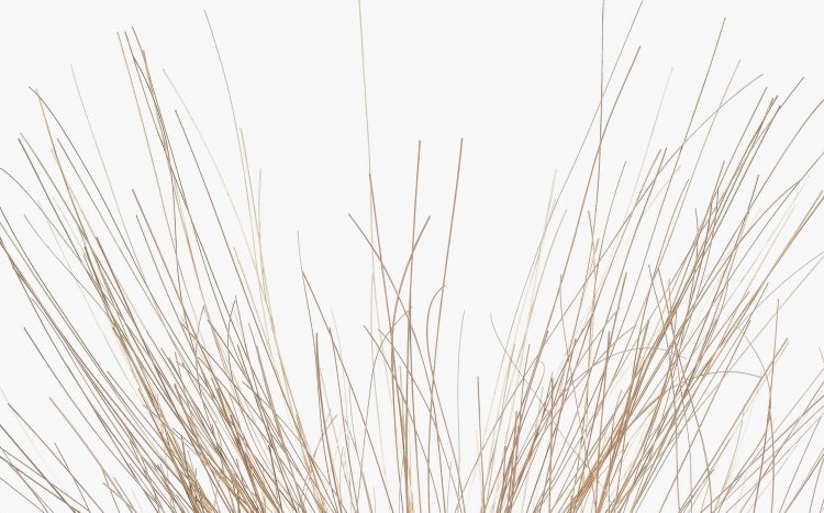 Dünne, naturfarbene dekorative Grashalme oder getrocknetes Schilf in der Nahaufnahme.