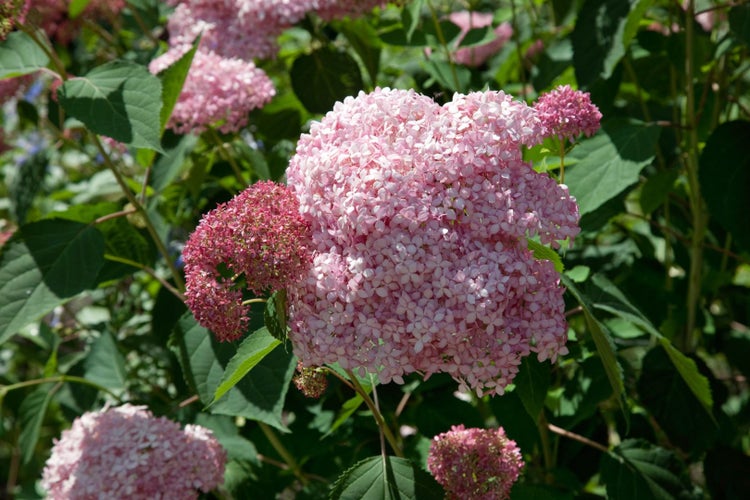 Hydrangea arborescens 'Pink Annabelle', rosa, 40–60 cm