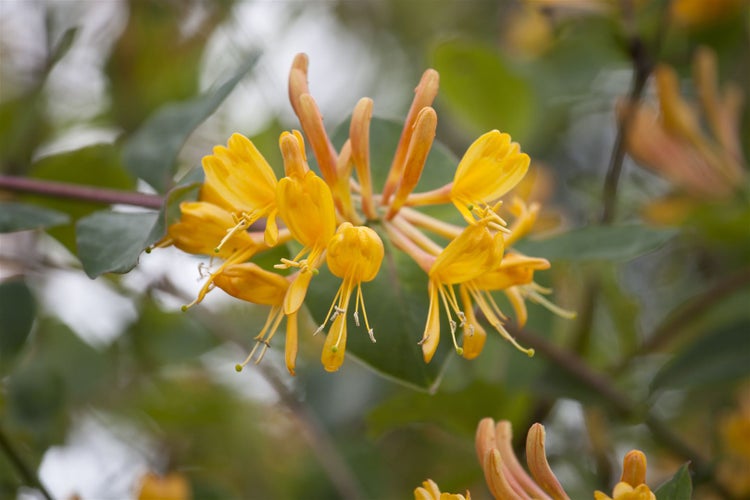Lonicera tellmanniana, Tellmanns Geißblatt, orange-gelb, 100–150 cm