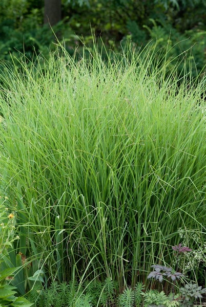 Miscanthus sinensis 'Graziella', Chinaschilf, ca. 11x11 cm Topf