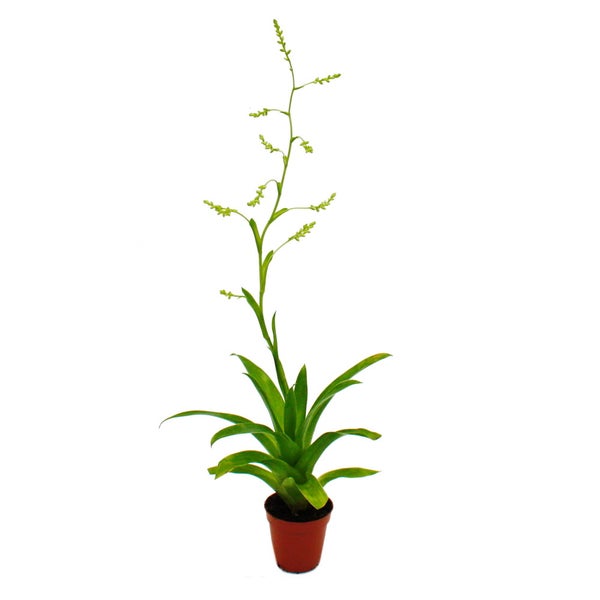 Mini-Bromelien-Trio - Set mit 3 Pflanzen mit aussergewöhnlichen Blütenständen - 5,5cm Topf