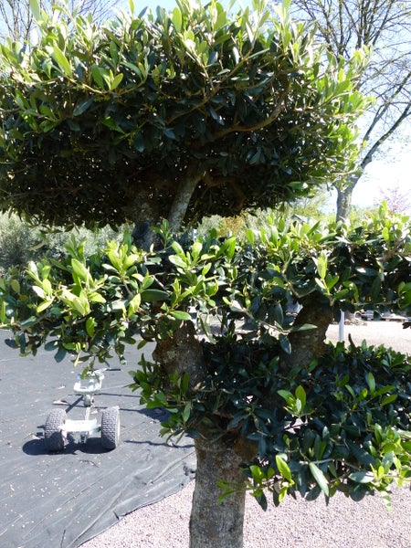 Olivenbaum 4 Pon Pon Bonsai Formgehölz Gartenbonsai Olea europaea Olive winterhart