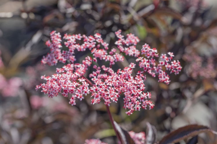 Sambucus nigra 'Black Beauty', Schwarzer Holunder, dunkelviolett, 60–100 cm