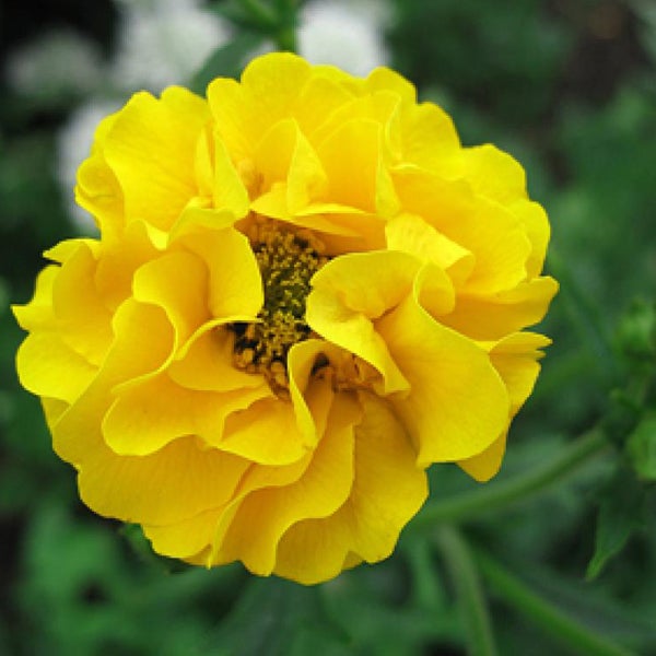 Gelbe Trollblume im Nahbereich