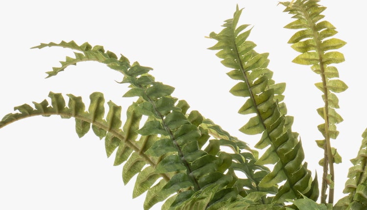 Nahaufnahme einer weißen Hortensie mit grünen Blättern.