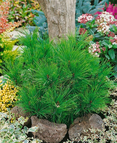 Grüne Kiefer im Garten mit Steinen und anderen Pflanzen