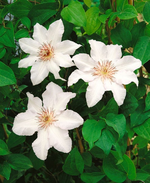 Clematis Hybride 'Snow Queen', Waldrebe, weiß, 60–100 cm