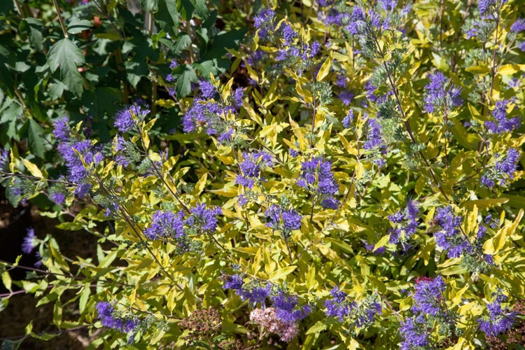 Caryopteris clandonensis 'Worchester Gold', Bartblume, goldlaubig, 30–40 cm
