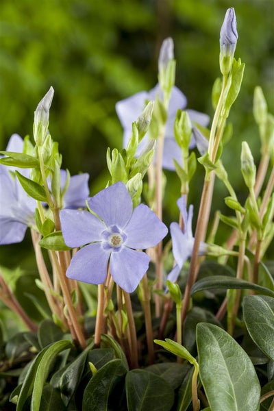 Vinca minor, Immergrün, blau, ca. 9x9 cm Topf