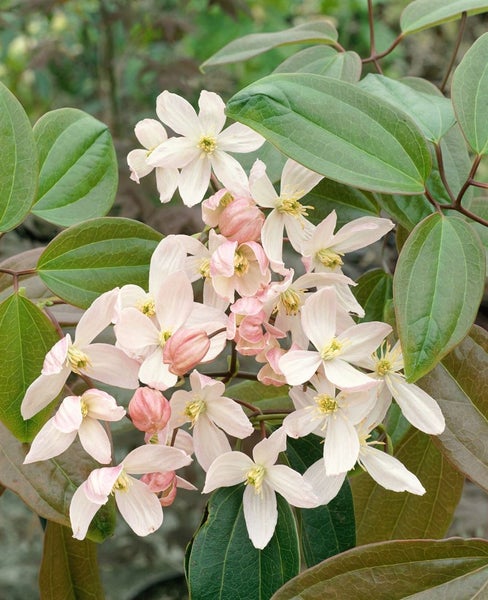 Clematis armandii, immergrün, weiß, 60–100 cm