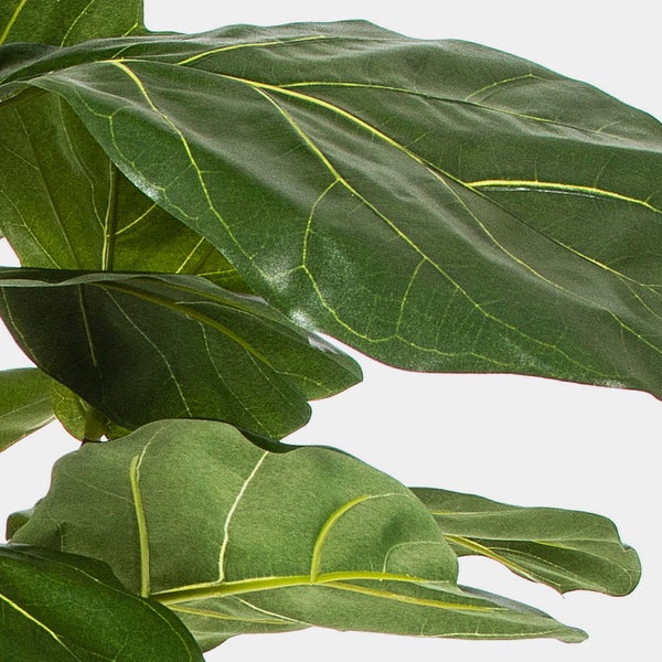 Detailaufnahme der großen, lederartigen Blätter einer Geigenfeige mit deutlichen Blattadern.