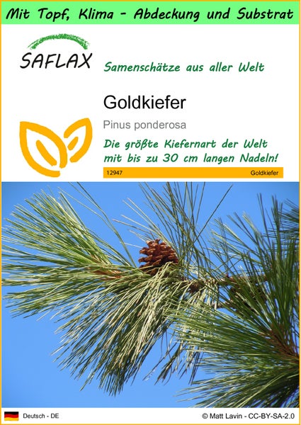 SAFLAX Garden to go - Goldkiefer - Pinus ponderosa - 20 Samen - Mit Topf, Klima - Deckel und Anzuchtsubstrat