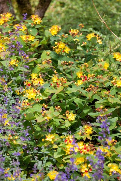 Hypericum androsaemum, Johanniskraut, gelbe Blüten, ca. 9x9 cm Topf
