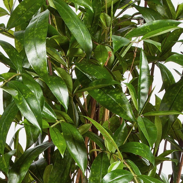 Zimmerpflanze mit glänzenden, lanzettlichen und gefleckten Blättern.