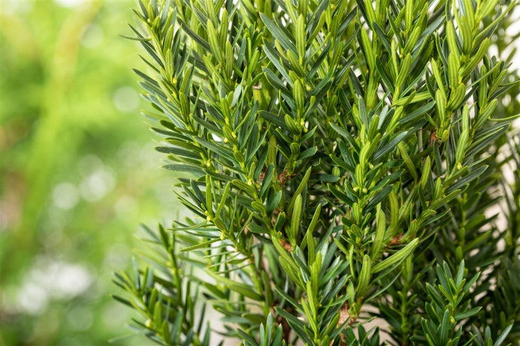 Taxus media 'Hillii', Säuleneibe, immergrün, 30–40 cm