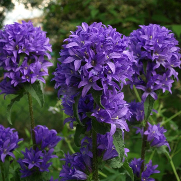 Blütenstände von Glockenblumen im Garten