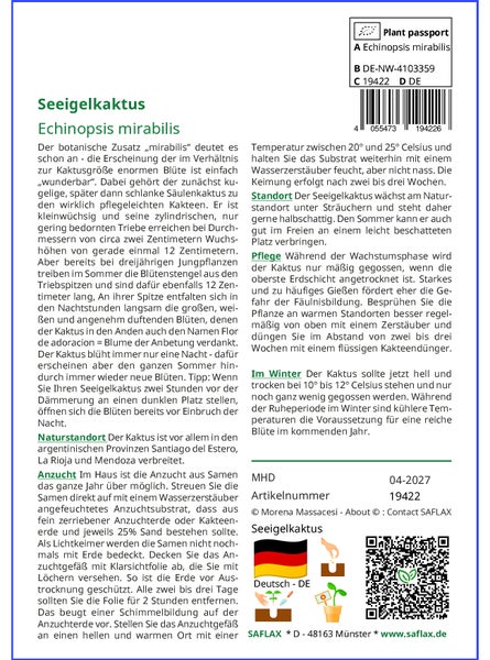 SAFLAX Garden to go - Seeigelkaktus - Echinopsis mirabilis - 40 Samen - Mit Topf, Klima - Deckel und Anzuchtsubstrat