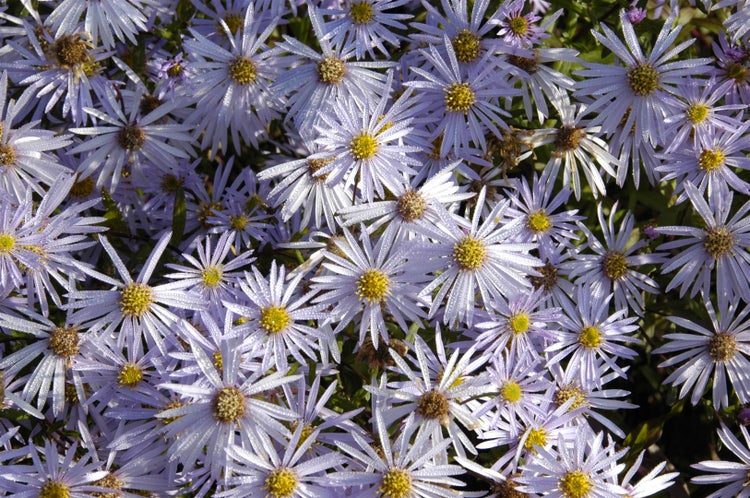Aster pyrenaeus 'Lutetia', Pyrenäen-Aster, zartrosa, ca. 9x9 cm Topf