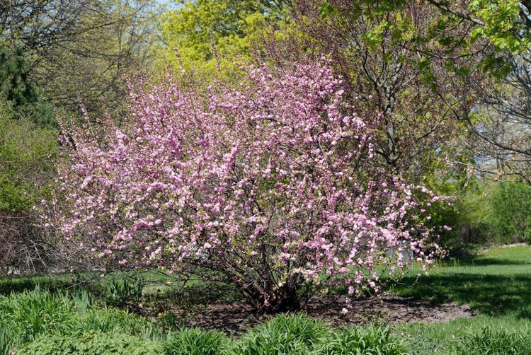 Prunus triloba 'CAC', Mandelbäumchen, rosa Blüten, 80 cm Stammhöhe