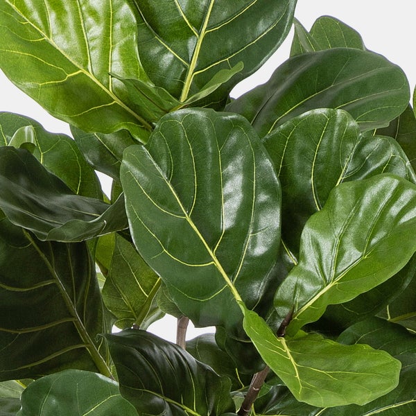 Nahaufnahme der großen, ledrigen grünen Blätter einer Geigenfeige Ficus lyrata mit deutlicher Blattaderung.