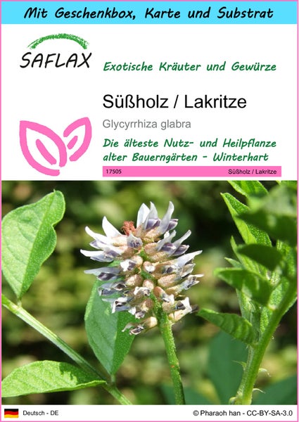 SAFLAX Geschenk Set - Süßholz / Lakritze - Glycyrrhiza glabra - 30 Samen - Mit Geschenkbox, Versandaufkleber, Geschenkkarte und Anzuchtsubstrat