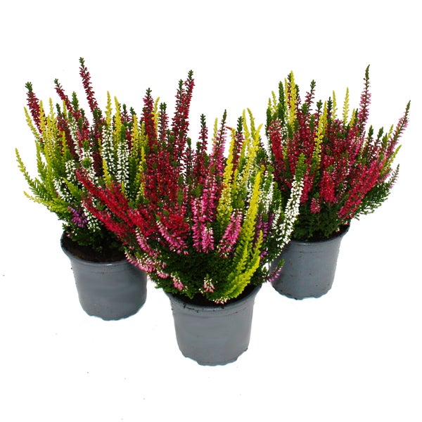 Drei Töpfe mit mehrfarbiger Besenheide Calluna vulgaris in grauen Pflanztöpfen.