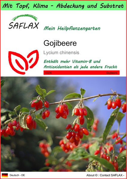 SAFLAX Garden to go - Gojibeere - Lycium chinensis - 200 Samen - Mit Topf, Klima - Deckel und Anzuchtsubstrat