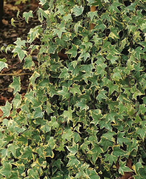 Hedera helix 'Goldchild', Efeu, gelb-grün, ca. 9x9 cm Topf