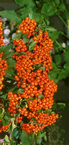 Pyracantha 'Orange Glow', Feuerdorn, orange Beeren, 80–100 cm